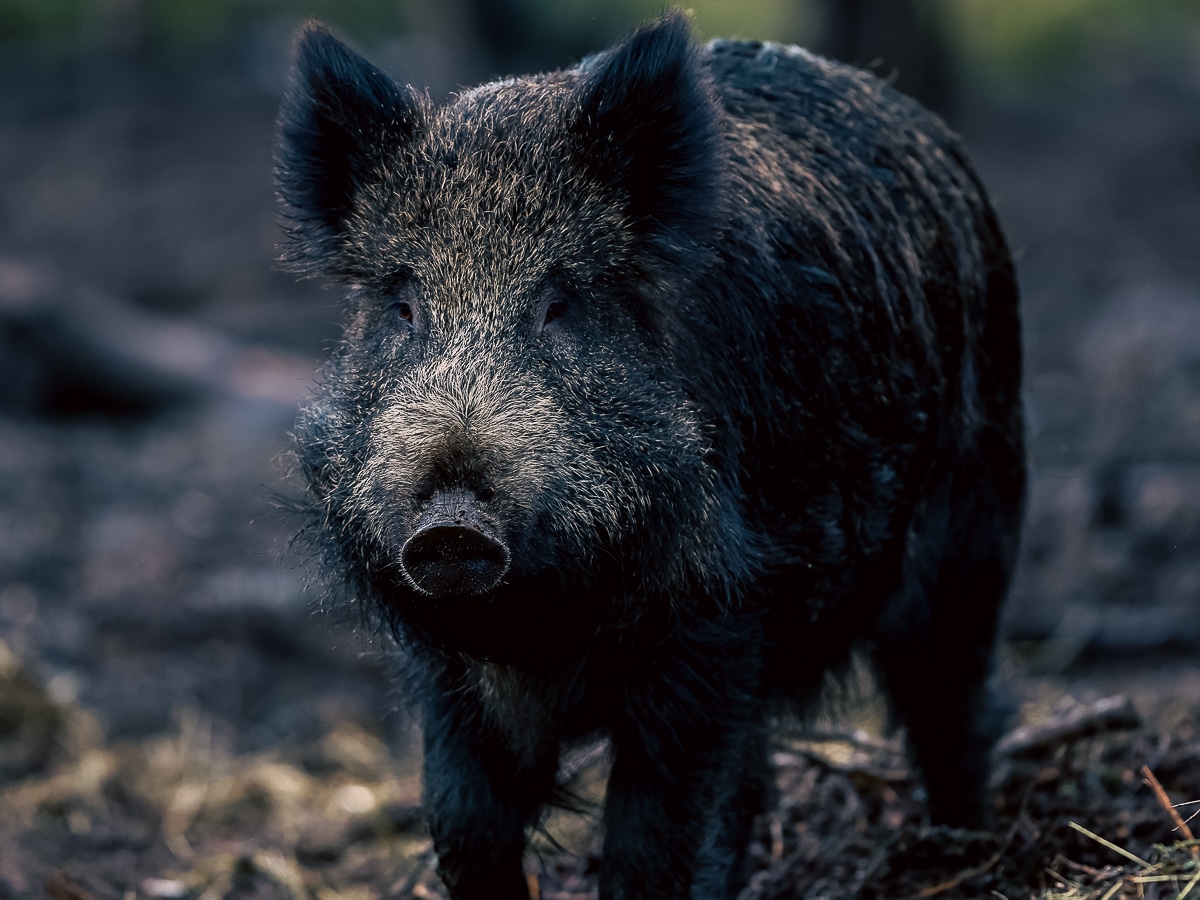 Reintroducing the wild boar -