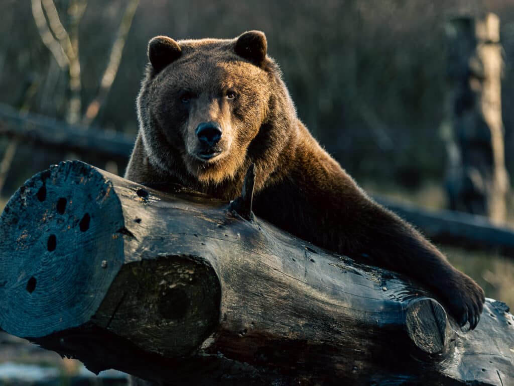 Rescuing the brown bears -