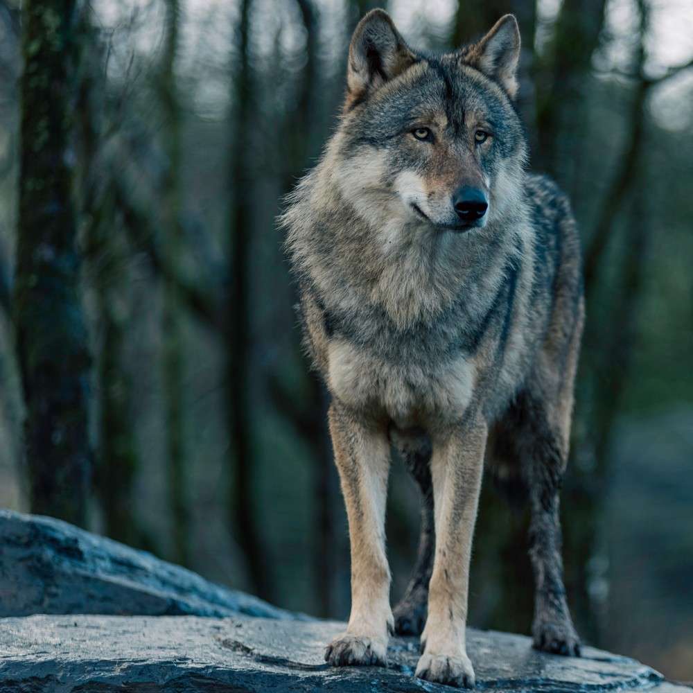 Grey Wolf Adoption Pack - Wild Ireland | Wildlife Park